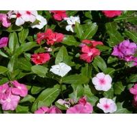 20 graines PERVENCHE DE MADAGASCAR Mélange (Cathar anthus Roseus) G472 SEEDS SAMEN:Seeds