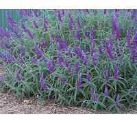 20 grani di salsa velours mexicaine Bush Sage Salvia Leucantha arbuste
