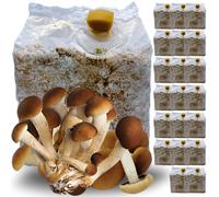 20 KIT COLTIVAZIONE FUNGHI PIOPPINI PANI DI FUNGO PIOPPINO SUBSTRATO DA 3 KG