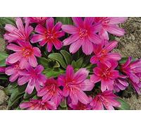 20 Lewisia Longipetala Hyb. 'Petite Framboise' Rouge/Écarlate/Viola