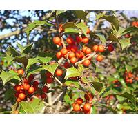 20 Marthas Vineyard Holly na Seeds - Ilex Opaca Seeds ONLY