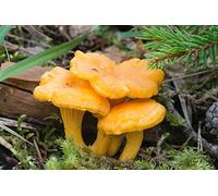 20 mi: 100 G Giallo galletto Cantharellus Cibarius Bianco di Funghi Spore micelio:Seeds