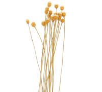 20 Pcs Bastoncini Diffusori Aromi Fiori Secchi Diffusore Olio Profumato Aroma