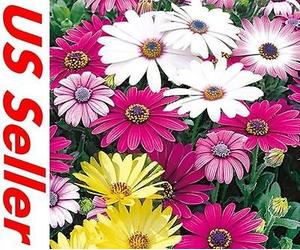20 PCS Osteospermum semi di fiori G33, colori misti semi Giardino perenne fiore