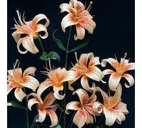 20 pezzi bulbi di lirie - estate che coprono il terreno bulbi di lirio primavera, giardino resistente, temprano, i