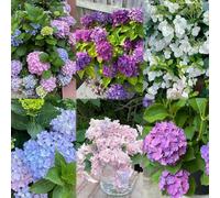 20 pezzi di ortensie semi resistenti - da giardino giardino in resistenti, semi balcone balcone,