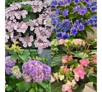 20 pezzi di ortensie semi resistenti - resistenti giardino balcone balcone,in inverno,