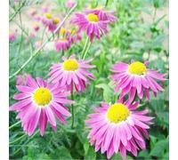 20 pezzi di semi che coprono il suolo, perenni e resistenti rari di interni balcone giardino decorazione prato resistenti all'esterno,