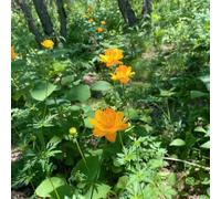 20 pezzi di semi di - prado semi troll, selvatici esotici