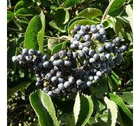 20 pezzi di semi di sambuco blu Seeds ONLY