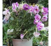 20 pezzi Semi di achimenes semi di giardino tetto verde pratura selvatica perenne, resistenti all'inverno per balconi decorazione