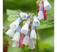 20 pezzi semi di consuelda - semi di giardino selvatico, balcone resistenti Le rocce giardino sono