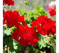 20 pezzi semi di geranio - da balcone per l'inverno semi perenni resistenti che coprono il suolo decorativi resistenti per giardino