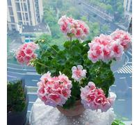 20 pezzi semi di geranio - da balcone per l'inverno semi perenni resistenti che coprono il suolo, decorativi resistenti per giardino,