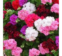 20 pezzi Semi di geranium non-OGM, semi di piante di citronella, erede di casa, giardino per pianta