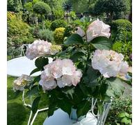 20 pezzi semi di ortensia - per interni esotici, scalatrici resistenti, decorazione giardino tetti verdi