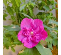 20 pezzi semi ibisco - da giardino di decorazione semi resistenti per giardino, perenni resistenti