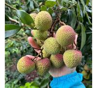 20 pezzi Semi lichi giardino interno tetto verde resistente all'esterno, piccolo per donne, esotico, semi esotici