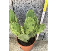 20 Pz Pale Di Opuntia Vulgaris CERTIFICATA