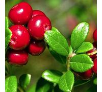 20 Rare Red Cranberry Seeds - Vaccinium Macrocarpon Tree Seeds.