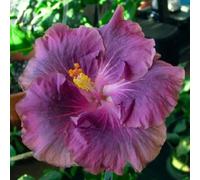 20 Rare Semi ibisco viola Cena gigante piatto floreale Giardino Esotico