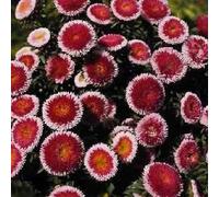 20+ Red Moon Aster/Re-Semina annuo Seeds ONLY