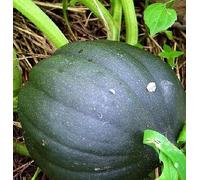 20 Seeds Acorn Squash 75 Days Ribbed Squash with a Sweet Flavor!: Seeds:packing seeds only