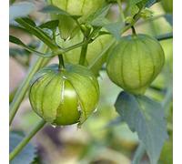 20 Seeds of Green Tomatillo - Physalis Philadelphica Seeds ONLY