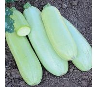 20 sementi biologiche di Rotem Squash Organic Seeds ONLY