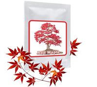 20 Semi Acero rosso giapponese - semi di foglie d'acero - (Acer palmatum atropurpureum) - Coltivabile come un albero o bonsai