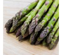 20 Semi Asparago Mary Washington - Asparagus Officinalis - Varietà Americana Resistente, Pianta Perenne ad Alta Germinazione - Ideale per Orto, Giardino e Vaso