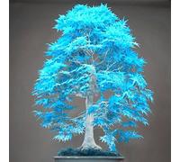 20 semi di albero di acero blu bonsai semi rari di acero giapponese blu cielo piante da balcone per il giardino di casa