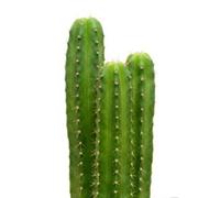 20 semi di cactus San Pedro Trichocereus Pachanoi Pianta decorativa cerimoniale