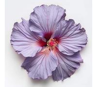 20 Semi di Ibisco Syriacus - Altea - Semi contadini riproducibili - SemiSelvaggio