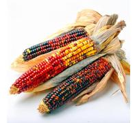20 Semi di mais ornamentali Amero - SemiSelvaggio Permacultura