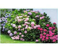 20 semi di ortensia misti (Hydrangea Viburnum)
