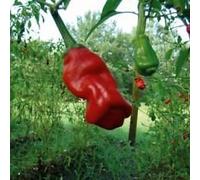 20 Semi Red Willy Chilli, Pene Chili, Peter peperoncino Semi