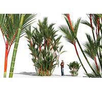 20 Semi Rossetto Palm Cyrtostachys Renda albero rosso ceralacca di palma
