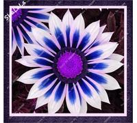 20 serra da giardino e semi Gazania Gazania Semillas Splendens Per la casa giardino di impianto Splendens Crisantemo 19 Seeds ONLY