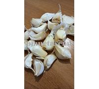 20 SPICCHI di AGLIONE -BULBI DI AGLIONE DA SEME PER LA SEMINA 20 SPICCHI