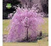20 stilografiche rosa albero di ciliegio piangente Semi giardino domestico di DIY Semi nano albero perenni