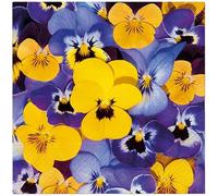 20 tovaglioli primaverili viole del pensiero uno sopra l'altro come decorazione da tavolo. Tovaglioli di carta con motivo. Anche per decoupage e decoupage 33 x 33 cm