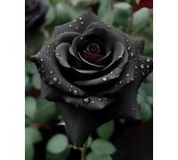 200+ Black Rose, una varietà di rosa perenne resistente e classica, rinomata per il suo colore eccezionale.