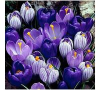 200 bulbi di crocus a miscuglio di luna blu - fiori primaverili blu e viola, fioritura durante tutto l'anno