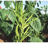 200 Cyamopsis tetragonoloba Seeds, Guar Seeds , Cluster Bean, Calcutta lucerne, guar, guar bean, gum bean, Siam bean.