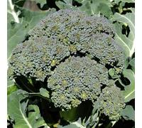 200 Graines de Chou Brocoli Vert Cézar, Broccoli Green Cézar Heirloom Seeds Seeds ONLY