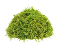 200 Grammi Muschio Artificiale Muschio Verde Fresco Artificiale Verde Muschio per Orchidee Piante In Vaso Animali da Compagnia Rettile Fai da Te Decorazione