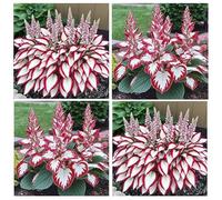 200 Hosta, Interno ed Esterno, Aspetto Elegante, Tocco Naturale e Presenza Fresca per i Tuoi Spazi