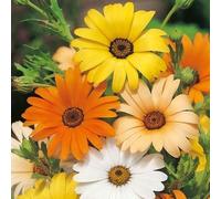 200 + Margherita africana MIX Seeds Bianco Arancione Giallo albicocca resistente alla siccità annuali