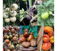 200 pezzi balcone di semi di pomodoro - resistente all'inverno per balconi, pomodoro resistente per giardino, semi biologici,